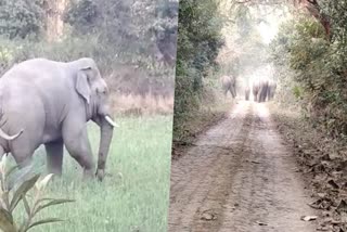 किसानों की फसल पर कहर बरपा रहे जंगली हाथी