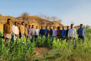 Karauli news, illegal poppy cultivation