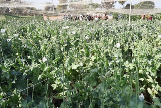 चित्तौड़गढ़ में अफीम के खेत से डोडे चोरी, Dode stolen from poppy fields in Chittorgarh