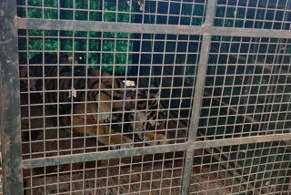 female tiger was captured by a forest officer in Wayanad