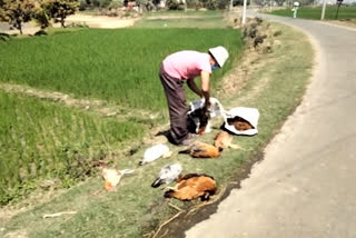 কাটোয়ায় বার্ড ফ্লু আতঙ্ক