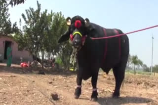 Karnataka farmer's buffalo weighs 1,500 kg