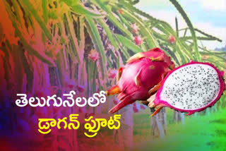 dragon fruit cultivation in sangareddy district by a doctor