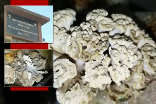 DMR Solan artificially grown Grifola mushroom in lab