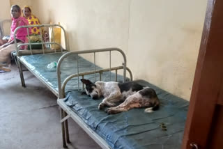 wb-msd- road dog-st patient bed-01-wb10031