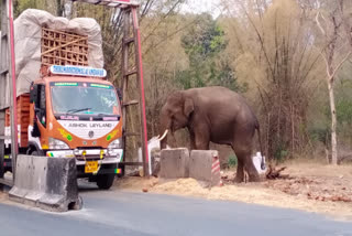 கரும்பு துண்டுக்காக எதிர்பார்த்து நிற்கும் ஒற்றை ஆண் யானை