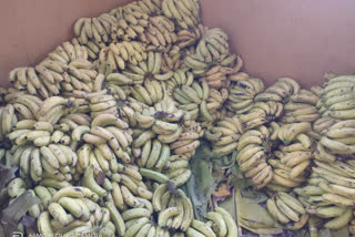 banana farming in Gangakhed