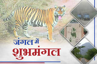 alwar latest hindi news , Grooming of alwar sariska