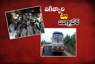 Illegal movement of cows at shameerpet ps limits