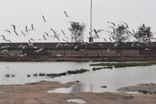 आनासागर झील में प्रवासी पक्षी, Migratory birds in Anasagar lake