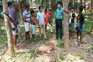 എട്ടുവയസുകാരനെ പേപ്പട്ടി കടിച്ചു  എട്ടുവയസു കാരന് നേരെ തെരുനായ ആക്രമണം  eight-year-old boy bitten by dog  തെരുവുനായ ശല്യം രൂക്ഷം