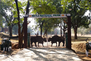 Betla National Park opened on 350th day in palamu