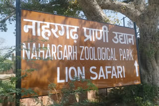 jaipur news, Nahargarh Lion Safari