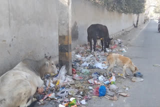 people are facing problem due to Dirt spread on main road of Dera village in Chhatarpur