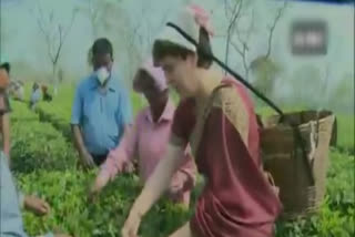 Watch: Priyanka Gandhi plucks tea leaves in Assam