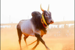 jallikkattu