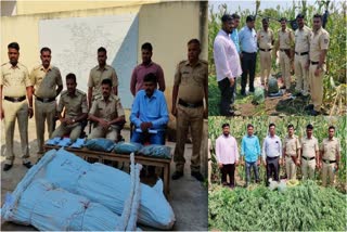 5 lakhs worth of marijuana seized in vijayapur