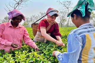 Priyanka Gandhi Vadra plucks tea leaves with other workers at Sadhuru tea garden