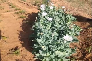 illegal poppy cultivation in Jodhpur, poppy cultivation in Jodhpur