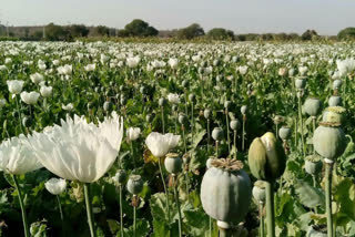 प्रतापगढ़ की ताजा हिंदी खबरें, Poppy Milk Storage, अफीम की फसल