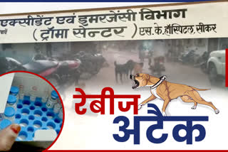 The risk of rabies in Sikar, 10000 people stray dogs in 1 year, Latest news of Sikar