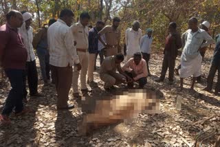 one died in tiger attack in gondia