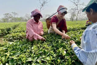 assam polls 2021: priyanka gandhi meets tea garden workers