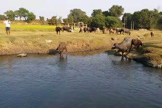 Cattle drinking contaminated water