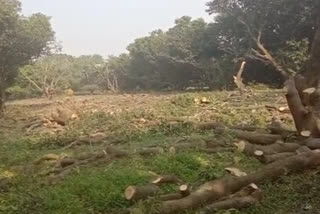 Fruitful trees are being cut in Kota Bagh block of Kaladhungi
