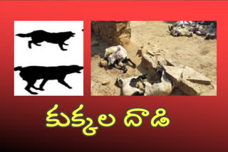 sheeps were killed in dogs attack at kammalla village in chittor