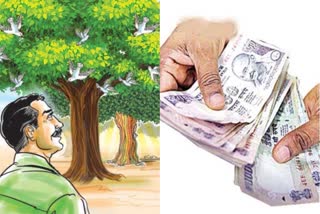 pension for elder trees