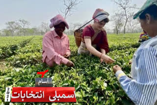 Watch: Priyanka Gandhi plucks tea leaves in Assam