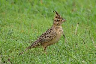 प्रतापगढ़ की ताजा हिंदी खबरें, Bird cycus lark