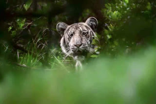 white tiger