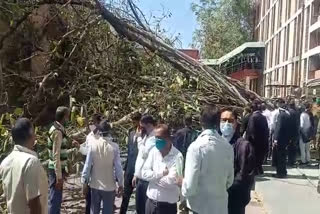 राजस्थान हाइकोर्ट में बरगद पेड़ गिरा, Banyan tree fell in Rajasthan High Court