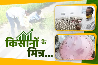 Mildew and insect  राजस्थान के किसान  farmer in rajasthan  कृषि ग्राह्य परीक्षण केंद्र  Agricultural credit testing center  ग्राह्य परीक्षण केन्द्र  एटीसी  अजमेर न्यूज  ajmer news  rajasthan organic farming  Fungal and friendly pests