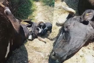 Wildlife disturbance in Munnar is severe  മൂന്നാറിൽ വന്യമൃഗ ശല്യം രൂക്ഷം  ഇടുക്കി  മൂന്നാർ  Wildlife disturbance  വന്യമൃഗ ശല്യം  കേരള  kerala