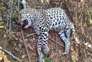 leopard-death-by-vehicle-accident-in-chitradurga
