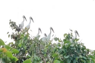 siberian-bird-migrate-from-trees-due-to-strong-heat-in-bemetra