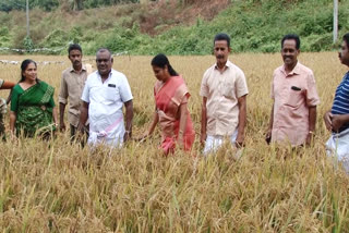 ചേലാട് കതിർ കൂട്ടായ്‌മ തരിശ് ഭൂമിയിൽ കൃഷി നടത്തി  Paddy harvesting was done by Chelad Kathir Koottayam  ചേലാട് കതിർ കൂട്ടായ്‌മ