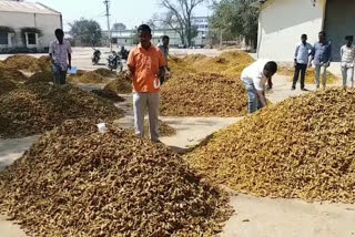 Farmers are happy that the price of turmeric is rising day by day