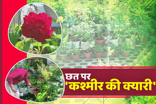 Gardening on the roof, Garden on the roof of Lokesh Paliwal