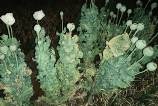 opium crop