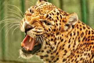 leopard-terror