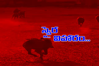 Wild boars roamed the village of Mattamala in the Ellareddy zone of Kamareddy district.