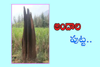 big mound at visaka district