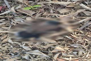 Dead birds found near new railway station in Giridih