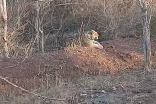 Katni emerald tiger seen on the main road