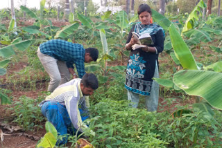 Mixed cropping fetches woman Rs 1500 per day