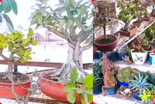 father and son are in love with bonsai trees nurturing over 1500 plus trees